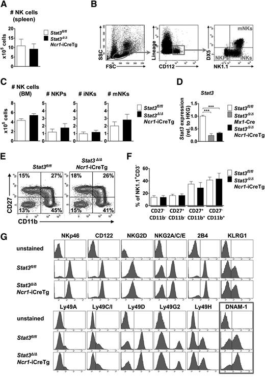 Figure 1. Lack of STAT3 does not influence NK cell development, maturation, and proliferation. (A) Bar graphs depict absolute numbers of splenic NK cells (CD3−NK1.1+NKp46+) of Stat3Δ/ΔNcr1-iCreTg mice and Stat3fl/fl controls as determined by flow cytometry. Five independently conducted experiments with n ≥ 14 per genotype are pooled. Data represent mean ± standard error of the mean (SEM). (B) Flow cytometric gating scheme for identification of NKPs, iNKs, and mature NKs (mNKs) in the bone marrow. (C) For the analysis of NK cell development, BM cells of Stat3Δ/ΔNcr1-iCreTg mice and Stat3fl/fl controls were counted and analyzed via flow cytometry by gating on Lin− (CD3, CD19, Ter119, Ly6C/G) CD122+ cells. NKPs are defined as Lin−CD122+NK1.1−DX5−, iNKs as Lin−CD122+NK1.1+DX5−, and mNKs as Lin−CD122+NK1.1+DX5+. Bar graphs depict mean ± SEM (n ≥ 6 per genotype). (D) Stat3 deletion efficiency of MACS-purified NK cells was analyzed ex vivo by qPCR. Data represent mean ± SEM (3 replicates per group); gene expression is calculated relative to the housekeeping gene (HKG) Gapdh and normalized to Stat3fl/fl. (E-F) For detection of NK cell maturation stages, splenocytes of Stat3fl/fl and Stat3Δ/ΔNcr1-iCreTg mice were analyzed for CD27 and CD11b expression after previous gating on CD3−NK.1.1+ cells. Statistical analyses are summarized (F) (n ≥ 8 per genotype). (G) Splenocytes of Stat3fl/fl and Stat3Δ/ΔNcr1-iCreTg mice were stained for individual NK cell receptors after gating on NK cells (CD3−NK1.1+). One representative histogram is shown (4 independent experiments, with n ≥ 10 in total per genotype). There are significantly more Stat3Δ/ΔNcr1-iCreTg NK cells expressing DNAM-1: 57 ± 0.8 (Stat3fl/fl) vs 66 ± 1.5 (Stat3Δ/ΔNcr1-iCreTg) %DNAM-1+ NK cells. Statistics are included in supplemental Figure 1D.