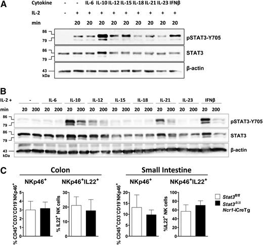 Figure 2. Different cytokines activate STAT3 in primary and IL-2–expanded NK cells. (A) NK cells were MACS-purified, FACS-sorted, and stimulated with IL-2 alone or together with IL-6 (+IL6Rα), IL-10, IL-12, IL-15, IL-18, IL-21, IL-23, or IFN-β for 20 minutes. Western blot analysis show levels of pSTAT3-Y705 and STAT3. β-actin was detected as loading control. (B) IL-2–expanded NK cells were stimulated with indicated cytokines for 20 or 200 minutes. Western blots show levels of pSTAT3-Y705 and STAT3. β-actin was used as loading control. (C) Lamina propria cells from the colon or small intestine of Stat3fl/fl and Stat3Δ/ΔNcr1-iCreTg mice. Cells were stimulated with IL-23, fixed, and permeabilized, and IL-22 production of CD45+CD3−CD19−NKp46+ cells was analyzed by flow cytometry.