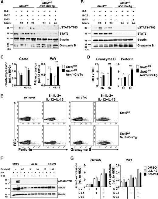 Figure 3. Loss of STAT3 in NK cells is accompanied by increased expression of perforin and granzyme B. (A-B) One representative western blot (n = 2) of (A) ex vivo MACS-purified and CD3−NKp46+ sorted Stat3fl/fl and Stat3Δ/ΔNcr1-iCreTg NK cells and (B) MACS-purified and IL-2–expanded Stat3fl/fl and Stat3Δ/ΔMx1-Cre NK cells without any stimulus or after stimulation for 30 minutes with IL-2 + IL-12, 3 hours with IL-2 + IL-12, or 30 minutes with IL-2 + IL-15. STAT3 activation, STAT3 deletion in Stat3Δ/ΔNcr1-iCreTg NK cells, and granzyme B expression were detected. (C) MACS-purified and FACS-sorted (CD3−NK1.1+) Stat3fl/fl and Stat3Δ/ΔNcr1-iCreTg NK cells were stimulated ex vivo with IL-2 alone or together with IL-12. Gzmb and Prf1 mRNA expressions were determined by qPCR. Data represent mean ± SEM of 2 independent experiments (n ≥ 5); RNA levels are calculated relative to that of the HKG Rplp0. (D-E) Splenocytes from Stat3fl/fl and Stat3Δ/ΔNcr1-iCreTg mice were analyzed directly ex vivo or after stimulation for 8 hours with IL-2, IL-12, and IL-15 and stained for CD3, NKp46 (CD3−NKp46+), and perforin or granzyme B. Levels were analyzed by flow cytometry. Bar graphs depict mean fluorescence intensities (MFI) (n ≥ 7 per genotype). (F) MACS-purified and FACS-sorted (CD3−NK1.1+) NK cells were treated with DMSO (control), with 0.5, 5, 10, or 20 µM of the STAT3 inhibitor LLL-12 or with 100 µM of the STAT3 inhibitor S31-201 for 4 hours. NK cells were either left untreated (IL-2 media only) or stimulated with IL-12 for 20 minutes. Western blot analysis shows levels of pSTAT3-Y705 and STAT3. β-actin was used as loading control. (G) MACS-purified and FACS-sorted (CD3−NK1.1+) NK cells were treated with DMSO, with 0.5 µM of the inhibitor LLL-12, or with 100 µM of the inhibitor S31-201 for 4 hours after stimulation with IL-2, IL-2 + IL-12, or IL-2 + IL-12 + IL-15 for 3 hours. Perforin and granzyme B mRNA levels were analyzed by qPCR. (Data represent mean ± SEM; levels are calculated relative to the HKG Rplp0.)