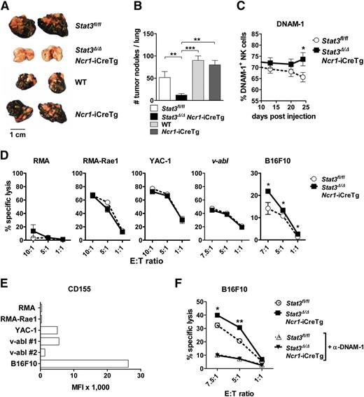 Figure 5. Stat3-deficient NK cells show enhanced in vitro cytotoxicity against B16F10 melanoma cells. (A-B) A total of 5 × 104 B16F10 melanoma cells were injected IV into Stat3fl/fl, Stat3Δ/ΔNcr1-iCreTg, Ncr1-iCreTg, and wild-type mice. After 24 days, the number of tumor nodules in the lung was assessed by 3 independent researchers in a blinded manner. (B) Statistical analysis summarizes 4 independent experiments (n ≥ 11 in total). (C) DNAM-1 expression on Stat3fl/fl (n = 11) and Stat3Δ/ΔNcr1-iCreTg (n = 10) NK cells in the blood of B16F10-inoculated mice was analyzed twice a week using flow cytometry (gated on CD3−NKp46+NK cells). Graph represents mean ± SEM. (D) In vitro cytotoxicity assays of IL-2–cultured NK cells with RMA, RMA-Rae1, YAC-1, v-abl+, and B16F10 target cell lines. The E:T cell ratios ranged from 1:1 to 10:1. After 4 to 6 hours of incubation at 37°C, lysis of target cells was analyzed by flow cytometry. Graphs represent mean ± SEM (biological replicates: 2, technical replicates: 3 each). (E) RMA, RMA-Rae1, YAC-1, v-abl+ cell line #1 and cell line #2, and B16F10 target cell lines were analyzed for the expression of the DNAM-1 ligand CD155 by flow cytometry. (F) IL-2–cultured Stat3fl/fl and Stat3Δ/ΔNcr1-iCreTg NK cells were treated with an anti-DNAM-1 antibody for 1 hour. Control and DNAM-1–blocked NK cells of both genotypes were incubated with B16F10 target cells. The E:T cell ratios ranged from 1:1 to 7.5:1; after 4 hours’ incubation at 37°C, the lysis of the target cells was analyzed by flow cytometry. Symbols represent means and error bars indicate SEM of triplicates. Data are representative for 2 independent experiments.