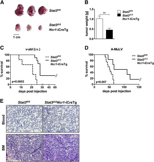 Figure 6. Stat3Δ/ΔNcr1-iCreTg mice show enhanced tumor surveillance in leukemia and lymphoma models in vivo. (A-B) A total of 106 v-abl+ leukemic cells were injected subcutaneously in the flanks of Stat3fl/fl and Stat3Δ/ΔNcr1-iCreTg mice. After 12 days, tumor weight was determined (A). (B) Bar graphs summarize data of 3 independent experiments with n ≥ 14. (C) Kaplan-Meier plot of Stat3fl/fl (n = 7) and Stat3Δ/ΔNcr1-iCreTg (n = 9) mice after IV injection of 106 v-abl+ leukemic cells. One representative experiment of 2 independent experiments is shown. Mice were euthanized at the first signs of paralysis and poor health. (D) Newborn Stat3fl/fl (n = 12) and Stat3Δ/ΔNcr1-iCreTg (n = 7) mice were infected with a replication-incompetent ecotropic retrovirus encoding for v-abl by subcutaneous injection. Mice were euthanized at the first signs of paralysis and health detractions. One representative experiment of 3 independent experiments is shown. (E) Hematoxylin and eosin stains of blood and bone marrow of Stat3fl/fl and Stat3Δ/ΔNcr1-iCreTg mice suffering from v-abl–induced leukemia.