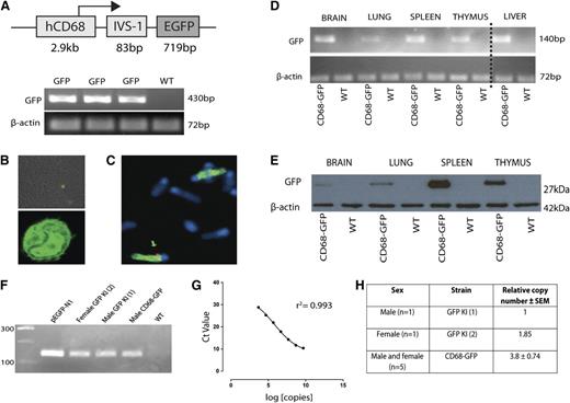 Figure 1. GFP expression in monocyte and macrophage populations. (A) The 2940-bp hCD68 promoter and intron 1 cassette were cloned upstream of EGFP and transgene transmission confirmed by PCR analysis of DNA from ear snips. (B) Confocal microscopy of a blood smear from a CD68-GFP mouse showed positive GFP expression in blood monocytes. (C) FISH analysis of metaphase chromosome preparations using a CD68 probe (red signal) and chromosome paint (green) made from mouse fibroblasts cultures counterstained with DAPI (blue). The green arrow indicates the transgene site integration on chromosome 3. (D) GFP mRNA expression was confirmed by RT-PCR analysis of tissue lysates from brain, lung, spleen, thymus, and liver of CD68-GFP and WT. (Dashed vertical line has been inserted to indicate a repositioned gel lane.) (E) Western blot analysis for GFP protein expression in tissue lysates (30 µg/tissue) from brain, lung, spleen, and thymus of CD68-GFP and WT mice. (F) To determine transgene copy number, 100 ng of DNA was isolated from the thymus of male CD68-GFP and male WT mice, amplified using standard PCR, and run on agarose gel side-by-side with the pEGFP-N1 vector. A male GFP knock-in (KI) mouse that carries a single copy of the GFP transgene on the X chromosome and a female homozygote GFP KI mouse that carries 2 copies of the GFP transgene on the X chromosome were used as copy number controls. (G) Transgene copy number was quantified with quantitative PCR using a 10-fold serial dilution standard curve of the pEGFP-N1 vector. (H) Table shows mean relative copy number ± SEM.