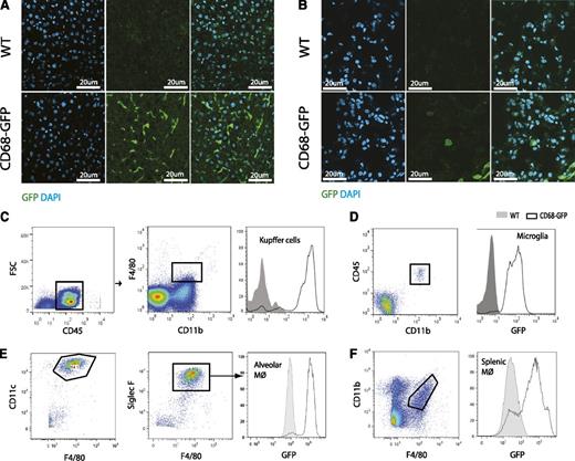 Figure 2. Immunofluorescence and flow cytometric analysis of GFP expression in tissue-resident macrophage populations. Immunofluorescence analysis for endogenous GFP expression in frozen tissue sections of (A) liver and (B) lung from CD68-GFP and WT mice. Flow cytometric analysis of GFP expression in (C) Kupffer cells (CD45+/CD11b+/F4/80+). (D) Microglia (CD45+/CD11bInt+), (E) alveolar macrophages (CD45+/CD11c+/Siglec-F+/F4/80Int+) and (F) splenic macrophages (CD11b+/ F4/80+) from CD68-GFP and WT mice. Results are representative of 3 mice per group.