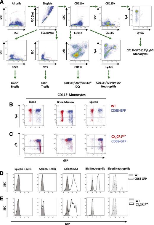 Figure 4. Comparative flow cytometric analysis of GFP expression in blood, bone marrow, and spleen of CD68-GFP and CX3CR1GFP mice. (A) The gating and staining strategy used to characterize various leukocyte populations (spleen was used to set antibody panel; isotype controls used are listed in “Methods”). (B-C) Monocytes from blood, bone marrow, and spleen displayed GFP expression in both CD68-GFP and CX3CR1GFP mice. WT mice were used as negative controls for GFP expression and shown overlaid as red dots (B). (D-E) CD68-GFP mice express GFP in a subset of bone marrow/blood neutrophils and splenic DCs, but expression was absent in lymphocytes. (Representative flow cytometry plots are shown; analysis was carried out in 3 to 4 mice.)