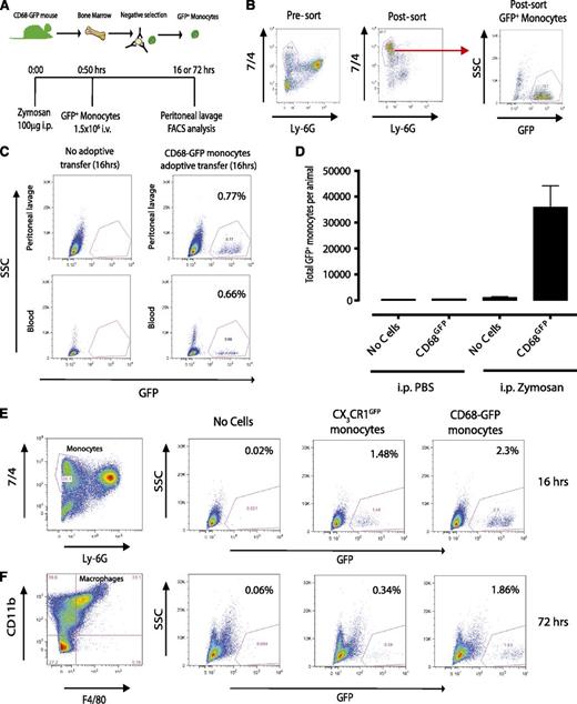 Figure 6. Adoptive transfer of CD68-GFP and CX3CR1GFP monocytes. (A-B) Monocytes were isolated from CD68-GFP bone marrow using negative immunomagnetic selection (see “Methods”). Isolated monocytes were characterized as 7/4high/Ly6Glow, with a typical yield of 70% monocytes, of which 70% to 80% were positive for GFP. (C) A total of 1.5 × 106 isolated CD68-GFP monocytes were adoptively transferred into C57BL/6J mice by IV injection 30 minutes after intraperitoneal injection with 100 μg zymosan. Mice were euthanized at 16 hours, and peritoneal lavage and blood samples were taken. Adoptively transferred GFP+ monocytes were present in peritoneal lavage (range 2 to 3 × 104) and blood of animals that received zymosan. (D) Recruited cell numbers are expressed as mean ± SEM of 6 mice. (E-F) Representative flow cytometry plots of peritoneal lavage from C57BL/6J mice that received adoptively transferred GFP positive monocytes from CD68-GFP or CX3CR1GFP mice (IV) during ongoing zymosan-induced peritonitis. (E) Mice were euthanized at 16 hours, and recruited monocytes were analyzed. (F) Mice were euthanized at 72 hours, and GFP+ monocytes that had differentiated into macrophages were identified using F4/80 and CD11b.