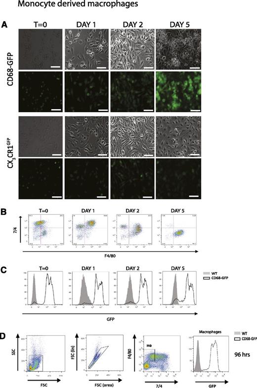 Figure 7. CD68-GFP mice display increased GFP expression during monocyte-to-macrophage differentiation compared with CX3CR1GFP mice. Bone marrow monocytes isolated from CD68-GFP and CX3CR1GFP mice using negative immunomagnetic selection were cultured in vitro in macrophage colony-stimulating factor containing media. (A) Images taken across 5 days indicate GFP expression is maintained and increased as CD68-GFP monocytes differentiate. In contrast, monocytes isolated from CX3CR1GFP reporter mice showed loss of GFP fluorescence over this time course. Representative images are shown; similar results were obtained with monocytes from 2 independent mice (scale bar = 40 µm). (B-C) Flow cytometry analysis was also carried out to confirm GFP expression levels and macrophage differentiation using F4/80 and 7/4. (D) CD68-GFP and WT mice were injected intraperitoneally with 100 µg zymosan. Mice were euthanized at 96 hours, and a representative flow cytometry plot of peritoneal macrophages using F4/80 and 7/4 and GFP expression is shown (Analysis was carried out in 3 to 4 mice.)