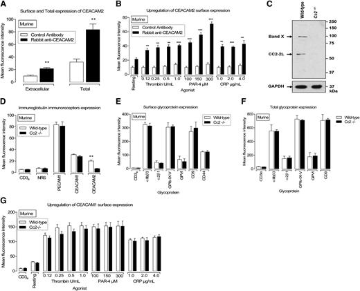 Figure 1. CEACAM2 is expressed on the surface and in intracellular pools in murine platelets. (A) Flow cytometric analysis of CEACAM2 surface and total expression on resting murine platelets. Platelets were stained with a polyclonal anti-murine CEACAM2 2052 antibody followed by a secondary PE-conjugated anti-rabbit antibody. Normal rabbit serum was included as a negative control. For total expression, platelets were resuspended in 0.1% (wt/vol) saponin and then washed with a combination of 0.1% (wt/vol) saponin and 0.2% (wt/vol) bovine serum albumin. Data were collected by a live platelet gate based on forward vs side scatter profiles on a FACS Canto II flow cytometer. Results are cumulative data derived from 4 independent experiments and represented as mean fluorescence intensity (MFI) ± SEM (**P < .01; n = 4). (B) CEACAM2 surface expression upon agonist stimulation of murine platelets using thrombin (0.125-1.0 U/mL), PAR-4 agonist peptide (100-300 µM), and collagen-related peptide (CRP; 1.0-4.0 µg/mL) over a dose-dependent range (**P < .01 and ***P < .001; n = 4). CEACAM2 surface expression was determined as described in (A). (C) Platelet lysates from wild-type and Cc2−/− mice were analyzed by 10% sodium dodecyl sulfate polyacrylamide gel electrophoresis (SDS-PAGE) and western blotting using 1:2000 of rabbit anti-mouse CEACAM2 polyclonal antibody (2052) (upper panel), followed by reprobing with GAPDH antibody to control for protein loading (bottom panel). A ∼52-kDa band representing CEACAM2 and another one (band X) at ∼95kDa representing an unidentified protein were detected. (D) Flow cytometric analysis of PECAM-1, CEACAM1, and CEACAM2 expression on resting wild-type vs Cc2−/− platelets. Wild-type and Cc2−/− platelets were stained with a monoclonal anti-murine PECAM-1 antibody, polyclonal anti-murine CEACAM1 2457 antibody, or polyclonal anti-murine CEACAM2 2052 antibody followed by a secondary PE-conjugated anti-rat or anti-rabbit antibody. Normal rabbit serum (NRS) and isotype control antibody CD3 were included as negative controls. Data were collected by a live platelet gate based on forward vs side scatter profiles on a FACS Canto II flow cytometer. Results are cumulative data derived from 4 independent experiments and represented as MFI ± SEM (**P < .01; n = 4). (E) Cell-surface expression of platelet glycoproteins was monitored by flow cytometry using specific monoclonal antibodies for wild-type and Cc2−/− platelets. Platelets were preincubated with anti-mouse integrin β3, CD61 (10 µg/mL), anti-mouse integrin α2β1, CD49b (15 µg/mL), anti-mouse GPIbα/IX/V, CD42b (10 µg/mL), anti-mouse CD44 (10 µg/mL), anti-mouse GPVI (10 µg/mL), and anti-mouse CD9 (10 µg/mL). MFI was reported with an SEM for at least 4 independent experiments and no significant difference demonstrated. (F) Total expression of platelet glycoproteins on resting wild-type and Cc2−/− murine platelets was determined as described in (A). Antibodies concentrations were described in (E). (G) Cell-surface expression of CEACAM1 upon agonist stimulation of wild-type vs Cc2−/− murine platelets was determined as described in (B).