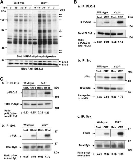 Figure 5. Cc2−/− platelets show hyperphosphorylated proteins after GPVI and CLEC-2–selective agonists, CRP and Rhod, stimulation over time. (A) Platelets (3 × 108/mL) from wild-type and Cc2−/− mice were stimulated with 10 µg/mL of CRP at 37 °C for 3 minutes. Platelet lysate of 30 µg was then loaded onto a 10% (wt/vol) SDS-PAGE gel. Then western blotting was performed to measure tyrosine phosphorylation using 1:5000 of HRP-conjugated anti-phosphotyrosine RC20 antibody. A protein-loading control (bottom panel) blot was stripped and reprobed using anti-Erk-1/2 Ab for detection of Erk-1 and -2 antigens. The data shown are a representative blot of similar results for 3 independent experiments. (B) Tyrosine phosphorylation of PLCγ2, Src, and Syk was detected from platelet lysate after stimulation with 10 µg/mL of CRP vs resting at time 0 and 90 seconds. Immunoprecipitation of PLCγ2, Src, and Syk from platelet lysates was performed followed by immunoblotting to detect (a) p-PLCγ2, using 1:5000 of an HRP-conjugated anti-phosphotyrosine RC20 antibody, (b) p-Src, using 1:2000 of antiphospho Src and 1:20 000 of anti-rabbit, and (c) p-Syk, using 1:20 000 of an HRP-conjugated anti-phosphotyrosine 4G10 antibody. PLCγ2, Src, and Syk antigens (bottom panel; a-c) loading control were confirmed by reprobing with polyclonal anti-PLCγ2, anti-Src, and anti-Syk antibodies, respectively. The relative intensity of tyrosine-phosphorylated PLCγ2, Src, and Syk was quantified by ImageJ software, version 1.46r. The data shown are a representative blot of similar results for 3 independent experiments. (C) Tyrosine phosphorylation of PLCγ2 and Syk was detected from platelet lysate after stimulation with 1.2 µg/mL of Rhod vs resting at time 0 and 90 seconds as described in (B).