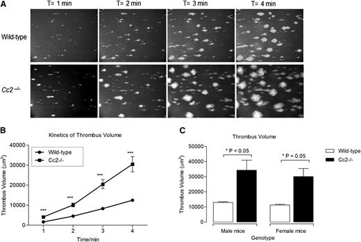 Figure 6. Cc2−/− platelets display greater adhesion and thrombus formation under arterial flow on immobilized type I collagen. (A-C) Rhodamine-labeled whole blood of wild-type and Cc2−/− mice was perfused over 500 µg/mL type I fibrillar collagen–coated µ-slide III0.1 at a shear wall flow rate of 1800 s−1. Z-stack images were recorded over 4 minutes with a Zeiss Axiovert microscope captured with Axiocam MRm camera and analyzed using Zeiss Axiovision Rel4.6 software. Thrombi formed were analyzed by deconvolution and 3-D reconstructions. (A) Images of in vitro thrombus formation under arterial flow on immobilized type I fibrillar collagen for both wild-type and Cc2−/− platelets over 4 minutes. (B) Kinetics of thrombus volume (µm3) over time was derived by multiplying thrombus area (µm2) with thrombus height (µm) for both wild-type and Cc2−/− platelets (30 480 ± 3822 vs 12 480 ± 588.2 µm3; ***P < .001; at 4 minutes; n = 10). (C) Thrombus volume (µm3) data from (B) was stratified according to sex, both male and female, for both wild-type and Cc2−/− platelets at the 4-minutes time point (*P < .05; n = 5 per group).