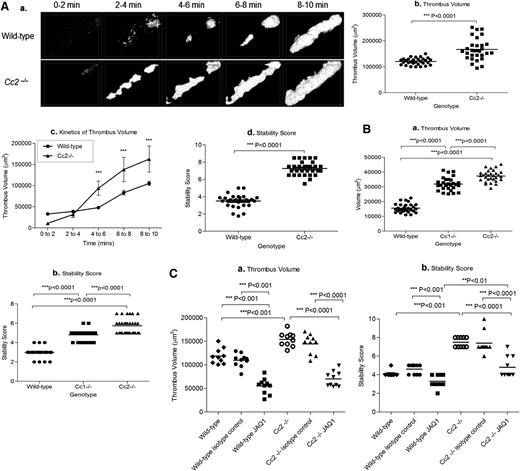 Figure 7. Cc2−/− mice display larger and more stable thrombi in vivo. (Aa) Z-stack thrombus formation images of FeCl3-induced vascular injury was monitored in arterioles of wild-type vs Cc2−/− mice over 10 minutes. The different lengths of time after FeCl3 application are specified. Note that thrombi are larger in Cc2−/− arterioles over time compared with wild-type control arterioles (n = 30). (b) Quantitative analysis of arterial thrombogenesis of wild-type (●) vs Cc2−/− (▪) arterioles. Cc2−/− arterioles displayed a significantly larger thrombus volume at 10 minutes compared with wild-type arterioles (166 900 ± 7601 vs 120500 ± 2390 µm3; ***P < .0001; n = 30). (c) The kinetics of thrombus volume of wild-type vs Cc2−/− arterioles over time was reliably measured. Cc2−/− arterioles were significantly increased at 4 to 10 minutes compared with wild-type arterioles. (d) The thrombus stability was scored from 1 to 10, with 1 being 0% to 10% occupancy and 10 being 91% to 100% occupancy (ie, complete vessel occlusion) visualized over time. Cc2−/− arterioles showed greater stability in thrombi formed (7.267 ± 0.143 vs 3.493 ± 0.136; ***P < .0001; n = 30). (Ba-b) Platelet thrombus formation in response to laser-induced injury in wild-type, Cc1−/−, and Cc2−/− arterioles. Thrombus volume in Cc2−/− and Cc1−/− arterioles was significantly greater than wild-type arterioles (37 355 ± 702.6 vs 31 956 ± 785.1 vs 15 578 ± 543.7, respectively; ***P < .0001; n = 30) and displayed greater stability in thrombi formed (5.733 ± 0.143 vs 4.80 ± 0.010 vs 2.967 ± 0.0894, respectively; ***P < .0001; n = 30). (Ca-b) Thrombus formation in response to FeCl3 after inhibition of mouse GPVI with specific monoclonal antibody (mAb) JAQ1 administration to wild-type and Cc2−/− mice compared with control IgG-treated wild-type and Cc2−/− or untreated wild-type and Cc2−/− mice. Compared with untreated Cc2−/− or control IgG-treated Cc2−/− arterioles, JAQ1-treated Cc2−/− arterioles displayed around a twofold smaller thrombus volume at 10 minutes (154 300 ± 4741 vs 144 600 ± 6613 vs 70 050 ± 5077 µm3, respectively; ***P < .0001; n = 10 arterioles from 3 mice per group) and around a twofold lower stability score at 10 minutes (7.500 ± 0.166 vs 7.400 ± 0.371 vs 4.800 ± 0.359, respectively; ***P < .0001; n = 10 arterioles from 3 mice per group). In contrast, compared with untreated wild-type or control IgG-treated wild-type arterioles, JAQ1-treated wild-type arterioles displayed around a threefold smaller thrombus volume at 10 minutes (118 700 ± 5102 vs 109 800 ± 4497 vs 55 080 ± 5269 µm3, respectively; ***P < .0001; n = 10 arterioles from 3 mice per group) and a moderately lower stability score at 10 minutes (4.100 ± 0.100 vs 4.600 ± 0.163 vs 3.300 ± 0.213, respectively; **P < .01; n = 10 arterioles from 3 mice per group).