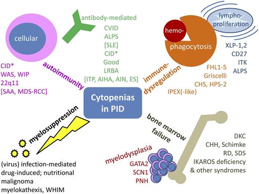 Figure 1. Synopsis of cytopenias in PID. Conceptual overview, excluding primary defects of phagocyte number or function, inherited non-PID bone marrow failure syndromes, and disorders of isolated lymphopenia (without other cytopenia). *Includes hypomorphic mutations in SCID genes, CD40, CD40L, and other combined immunodeficiencies such as radiosensitive disorders, defects in the Ca++ channel, and activating PI3K syndrome. AIHA, autoimmune hemolytic anemia; AIN, autoimmune neutropenia; CHH, cartilage hair hypoplasia; CHS, Chediak-Higashi syndrome; DKC, dyskeratosis congenita; FHL1-5, familial hemophagocytic lymphohistiocytosis 1-5; HPS-2, Hermansky-Pudlak syndrome 2; ITK, IL-2–inducible T-cell kinase deficiency; LRBA, lipopolysaccharide-responsive beige-like anchor deficiency; PNH, paroxysmal nocturnal hemoglobinuria; RCC, refractory cytopenia of childhood; RD, reticular dysgenesis; SCN1, severe congenital neutropenia 1; SDS, Shwachman-Diamond syndrome; WHIM, warts, hypogammaglobulinemia, immunodeficiency, myelokathexis; WIP, WAS protein-interacting protein; XLP-1,2, X-linked lymphoproliferative disease 1,2.