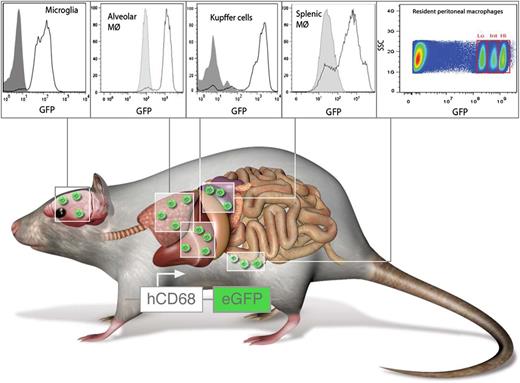 hCD68-GFP labels resident and inflammatory macrophages. Mice expressing GFP under control of the human CD68 promoter carry resident macrophages with high levels of GFP in the spleen, liver, lungs, brain, and peritoneum. In addition, circulating monocytes are GFP+ and retain high levels of GFP even after transmigration and differentiation toward macrophages. Panels from Figure 2 and Figure 5 in the article by Iqbal et al beginning on page e33. Professional illustration by Luk Cox, Somersault1824.