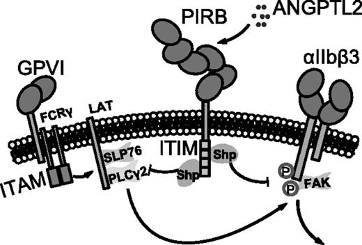 Outside-in signaling of integrins requires additional molecules not depicted in the schematic.3 See Figure 7E in the article by Fan et al that begins on page 2421.