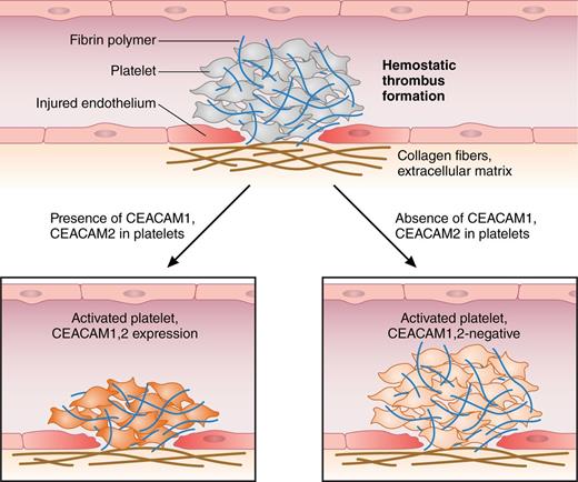 Arterial thromboembolism is initiated by hemostatic thrombus formation. Injured endothelium, exposure of subendothelial collagen I, and local concentration of hemostatic factors that bind to platelet surface receptors trigger their shape change, adherence, and activation. Both Ig-ITIM receptors CEACAM1 and CEACAM2 negatively regulate platelet-collagen I interactions, attenuate platelet activation, and attenuate thrombus growth and stability in vitro and in vivo.1,7 Professional illustration by Patrick Lane, ScEYEnce Studios.