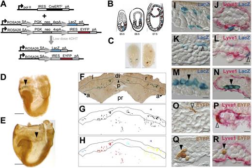 Figure 1. Random retrospective clonal analysis strategy. (A) Transgenic strategy with 2 independent reporters; ROSA26R-LacZ and ROSA26R-EYFP combined with the RERT transgene in which CreERT2 is expressed from the RNApol II gene. (B) Depiction of the intended strategy. After induction with low-dose 4OHT at E5.5, individual LacZ+ (blue) or EYFP+ (red) epiblast cells eventually migrate through the PS (E6.5) and colonize the extra-embryonic region (E7.5). (C) Examples of E6-6.5 embryos containing cells labeled with LacZ+ (X-Gal-stained) or GFP+ (antibody-detected) after 4OHT induction at E5.5. Scale bars, 500 µm. (D-E) E8.5 embryos retrieved after low dose 4OHT induction at E5.5 and containing either LacZ+ (D, arrowhead) or EYFP+ (E, arrowhead) cell clusters in the blood island region of the YS. Scale bars, 500 µm. (F-H) A flat-mounted E8.5 YS (F), its mask showing labeled cells (G), and the cell cluster segmentation revealed by color coding (H). (I-R) Histologic sections of the blood island region showing LacZ+ mesothelial (I-J), endothelial (K-L), and blood cells (M-N), and EYFP+ endothelial (O-P) and blood cells (Q-R). (J,L,N,P,R) Show co-localization with Lyve1+ immunostaining. Scale bars, 10 µm. Images in panels (C-E) were obtained with a Leica MZ-16 FA bionocular using a Plan Apo 1,0X objective and a Leica DFC310 FX camera. Images in (F) and (I-R) were obtained with a Nikon Eclipse 90i microscope using a Nikon DXM 1200c digital camera and 4X/0.2 NA objective (F) or 40X/0.95 NA objective and Nomarski contrast (I-R) (see also supplemental Figure 1). a and arrowhead, anterior; di, distal; IRES, internal ribosome entry site; l, left; neo, neomycin resistance gene; p and arrowhead, posterior; pA, polyadenylation site; PGK, phosphoglycerate kinase-1 promoter; pr, proximal; r, right; SA, splice acceptor.