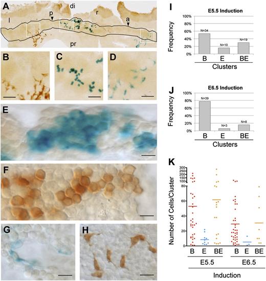 Figure 2. Random clonal analysis of early YS blood and endothelial precursors. (A-D) An example flat-mounted E8.5 YS with the blood island region outlined and the simultaneous detection of LacZ+ and EYFP+ cell clusters. Boxed areas are enlarged in (B-D). Scale bars, 50 µm. (E-H) High magnification from flat-mounts showing details of representative LacZ+ (E) and EYFP+ (F) B-clusters, and of LacZ+ (G) and EYFP+ (H) E-clusters. Scale bars, 10 µm. (I-J) Frequencies observed of B-, E-, and BE-clusters in E8.5 YS after 4OHT induction at E5.5 (I) or E6.5 (J). (K) Single-cluster size distribution (dots) and average size (bars) of B-, E-, and BE-clusters in E8.5 YS after 4OHT induction at E5.5 and E6.5. Images in (A-F) were obtained with a Nikon Eclipse 90i microscope using a Nikon DXM 1200c digital camera and 4X/0.2 NA objective (A) or 20X/0.75 NA (B-D), or 40X/0.95 NA objective and Nomarski contrast (E-H). (See also supplemental Figure 2 and supplemental Table 1.) a and arrowhead, anterior; di, distal; p and arrowhead, posterior; pr, proximal; l, left; r, right.
