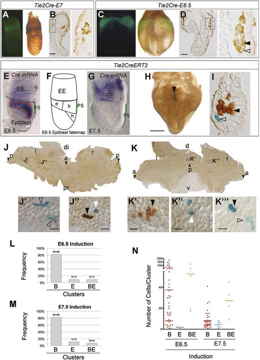 Figure 3. Tie2-driven clonal analysis of early YS blood and endothelial precursors. (A-D) Tie2Cre-induced ROSA26R-EYFP detection by immunofluorescence in whole-mounts (A,C) and by immunohistochemistry in histologic sections (B,D) at E7 (A-B) and E8.5 (C-D). Boxed areas (B,D) are magnified in the panels to the right and show expression in endothelial (open arrowhead) and blood lineages (filled arrowhead). Scale bars, 100 µm. (E-G) In situ hybridization with a Cre probe at E6.5 (E) and E7.5 (G). The scheme in (F) depicts the epiblast fate map (modified from Kinder et al8). PS is highlighted in green in (E,G) and the blood-endothelium-heart forming region is outlined in red in (E). (H) Whole-mount E8.5 embryo showing Tie2CreERT2-induced labeling of cell clusters using the double reporter strategy (ROSA26R-LacZ and -EYFP). Scale bar, 500 µm. (I) Cross section of an E8.5 YS blood island showing a LacZ-labeled endothelial cell (open arrowhead) and EYFP-labeled hematopoietic cells (filled arrowhead). (J-K) Flat-mounted E8.5 YS showing general cell distribution of Tie2CreERT2-induced labeling and magnified details (J’-K’’). (K’’’) Detail of a BE cluster from a different embryo (LT26-E2). LacZ+ blood cells are marked with white arrowheads, LacZ+ endothelial cells with open arrowheads, and EYFP+ with black arrowheads. Scale bars, 20 µm. (L-M) Frequencies observed of B-, E-, and BE-clusters in the E8.5 YS after 4OHT induction at E6.5 (L) or E7.5 (M). (N) Single-cluster size distribution (dots) and average size (bars) of B-, E-, and BE-clusters in E8.5 YS after 4OHT induction at E6.5 and E7.5. Images in (A,C,E,G-H) were obtained with a Leica MZ-16 FA bionocular using a Plan Apo 1,0X objective and a Leica DFC310 FX camera. Images in (B,D,I-K’’) were obtained with a Nikon Eclipse 90i microscope using a Nikon DXM 1200c digital camera and 4X/0.2 NA objective (J) or 40X/0.95 NA objective, and Nomarski contrast (I-K’’). (See also supplemental Table 1.) a and arrowhead, anterior; b, blood; di, distal; e, endothelium; EE, extra-embryonic; h, heart; l, left; p and arrowhead, posterior; pr, proximal; r, right.