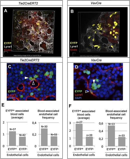 Figure 4. Hemogenic activity of E8.5 YS endothelium. (A-B) Examples of high-resolution 3D confocal reconstruction of the YS blood island region at E8.5, showing recombined endothelial and hematopoietic cells (EYFP) after (A) Tie2CreERT2-induced recombination (polyclonal frequency) or (B) VavCre-induced recombination. (C-D) EYFP+ Lyve1+ endothelial cells (open arrowhead) in close association with EYFP+ blood cells (filled arrowhead). (E-F) Average number of EYFP+ blood cells within 1 to 2 cell diameters of EYFP+ or EYFP− endothelial cells (left), and the frequency of EYFP+ or EYFP− endothelial with EYFP+ blood cells within 1 to 2 cell diameters. (See also supplemental Figure 3 and supplemental Movies 1-2.) Fluorescence from EYFP, Cy3, Cy5, and DAPI in (A-D) was acquired with a Nikon confocal A1-R equipment using a 40X/1.30 NA oil objective at room temperature. All 3D reconstructions and videos were done using the NIS Elements AR 3.22.08 software. Endo, visceral endoderm.