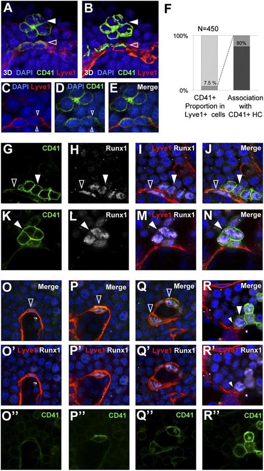 Figure 5. Hemogenic endothelium markers in E8.5 YS endothelium and associated hematopoietic clusters. (A) CD41 expression in the YS endothelium and an associated hematopoietic cluster. (B) 3D surface rendering of the image in (A). Solid arrowheads indicate the CD41+ hematopoietic cluster and open arrowheads indicate CD41+ endothelial cells. (C-E) Confocal optical sections of the specimen in (A), showing symmetric Lyve1 and asymmetric CD41 signals (arrowheads). (F) Frequency of CD41hi cells in the Lyve1+ endothelial cell population (left) and the frequency of Lyve1+ endothelial cell association with a CD41+ hematopoietic cluster (right). (G-N) Confocal microscopy images of CD41+Runx1+ hematopoietic clusters in close contact with the endothelium, and associated (G-J) or nonassociated (K-N) with a Lyve1+Runx1+ endothelial cell. Solid arrowheads indicate CD41+Runx1+ hematopoietic clusters and open arrowheads indicate CD41+Runx1+ endothelial cells. (O-R) Images showing different degrees of integration of Lyve1+CD41+Runx1+ cells in the YS endothelium. Flat cells highly integrated in the endothelium show low Runx1 and low CD41 (O-O’’), whereas increasingly round cells show progressively higher levels of Runx1 and CD41 (P-P’’,Q-Q’’), and completely round cells show high CD41 and Runx1 (R-R’’) and residual Lyve1 staining (small arrowheads in R,R’). Fluorescence from EYFP, Cy5, Cy3, and DAPI was obtained with a Leica SP5 confocal microscope using a 40X/1.25 NA objective. All 3D reconstructions in (A-B) were done with the Imaris software package (see also supplemental Movie 3).