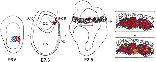 Figure 6. Model of the emergence of hemogenic endothelium in the YS blood islands from mesodermal precursors. A model is proposed incorporating the concepts established in previous studies and in the present work.8-10,17 Precursors of endothelium (blue) and blood (red) derive from adjacent regions of the E6.5 mouse epiblast.8 Blood precursors would be the first to ingress the PS, followed by endothelial precursors. Both lineages colonize the YS and form the blood islands through cell-cell interactions between the 2 lineages. Interspersed endothelial cells in the blood islands become hemogenic and give rise to CD41+ Runx1+ hematopoietic clusters (orange). Ant, anterior; EE, extra-embryonic; Ep, epiblast; Post, posterior.
