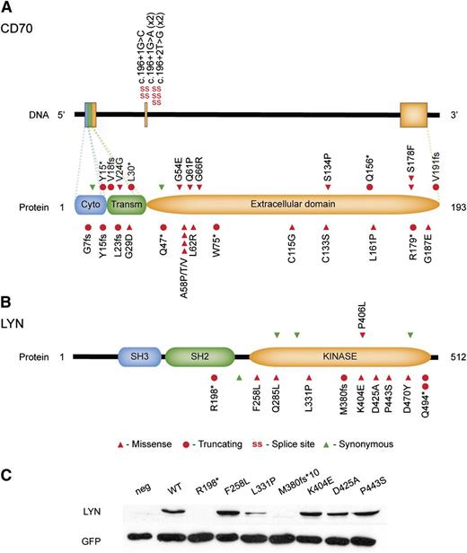 Figure 5. Diagrams summarizing the mutations identified in CD70 and LYN. Mutations affecting the CD70 gene were often protein truncating or located at the donor splice site of the exon 2 (A). Mutations in LYN were most often located in the kinase domain of the protein, thus potentially affecting signal transduction through this molecule (B). Wild-type and mutant LYN constructs were transfected into U2OS cells and protein expression detected by immunoblotting. Mutations tested affected LYN’s expression to variable levels (C). neg, negative control (without transfection).
