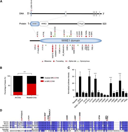 Figure 6. Analysis of DTX1 mutations. (A) Diagram displaying mutations identified in DTX1. Mutations were restricted to the first exon of the gene that encodes for most of the WWE1 domain of DTX1. (B) Distribution of DTX1 mutations by AID targeting hotspot. Distribution of all and mutated cytosines and guanines by WRC/GYW domains in the first exon of DTX1. In spite of the majority of cytosines and guanines being located outside WRC/GYW domains, most mutations were encountered at this AID target motif. (C) Functional characterization of DTX1 mutants. Functional characterization of mutations identified in DTX1. Cotransfection of constructs containing the NCID, DTX1 wild-type, or mutant constructs, and a CSL-responsive luciferase reporter, was performed in U2OS cells. A control pRL-TK plasmid was also cotransfected to allow internal normalization of luciferase activity. The capacity to inhibit an NCID-triggered response by DTX1 was diminished in 4 mutants (p.P11fs*2, p.W30*, p.E49D, and p.D75A). Mann-Whitney U tests were performed to compare the firefly luciferase intensity in wild-type and mutant DTX1 transfected cells (***P < .001). The means and standard deviations of 3 independent experiments are displayed, each containing 3 replicates. (D) Multispecies alignment of the N-terminal portion of DTX1, encoded by the first exon of the gene. The mutations tested in the Notch reporter assay are displayed. Multiple sequence alignment was performed with Clustal Omega (http://www.ebi.ac.uk/Tools/msa/clustalo/) and visualized with Jalview.37