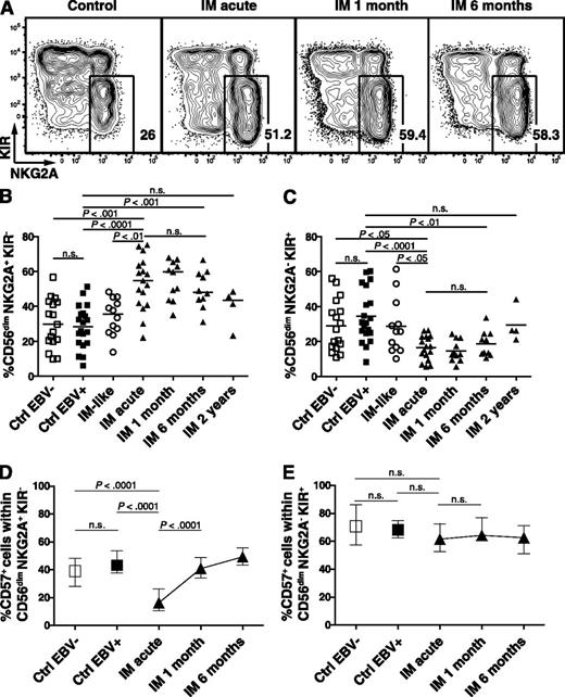 Figure 2. Accumulation and terminal differentiation of the CD56dim NKG2A+ KIR− NK-cell subset during acute IM. PBMCs from controls and IM patients were analyzed by flow cytometry. (A) Frequencies of CD56dim NKG2A+ KIR− NK cells within the CD56dim population from representative healthy control, IM-acute, 1-month, and 6-month patients. Frequencies of (B) CD56dim NKG2A+ KIR− and (C) CD56dim NKG2A− KIR+ NK cells in healthy EBV-negative controls (n = 17), healthy EBV-positive controls (n = 20), IM-like patients (n = 12), and IM-acute (n = 17), 1-month (n = 11), 6-month (n = 10), and 2-year (n = 4) patients. Frequencies of CD57+ cells within (D) the CD56dim NKG2A+ KIR− and (E) the CD56dim NKG2A− KIR+ NK-cell subsets in healthy EBV-negative controls (n = 17), healthy EBV-positive controls (n = 20), and IM-acute (n = 17), 1-month (n = 11), 6-month (n = 10), and 2-year (n = 4) patients. Horizontal lines or single symbols indicate median values. Error bars indicate interquartile ranges. Mann-Whitney U tests.