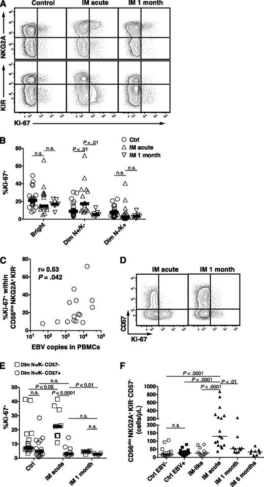 Figure 4. Increased count of CD56dim NKG2A+ KIR− CD57− NK cells during acute IM is caused by preferential proliferation. (A) Representative examples of costaining for NKG2A and Ki-67 and costaining for KIR and Ki-67 on CD56dim NK cells in healthy control and IM-acute and 1-month patients. (B) Frequencies of Ki-67+ cells within the CD56bright, CD56dim NKG2A+ KIR−, and CD56dim NKG2A− KIR+ NK-cell subsets in healthy controls (n = 21), in IM-acute (n = 15), and in 1-month patients (n = 7). (C) Correlation of EBV DNA loads (copies per 106 PBMCs) and frequencies of Ki-67+ cells within the CD56dim NKG2A+ KIR− NK-cell subset from acute IM patients. Spearman r = 0.53, P (2-tailed) = .042. (D) Representative example of costaining for CD57 and Ki-67 on CD56dim NKG2A+ KIR− NK cells in an IM-acute and 1-month patient. (E) Frequencies of Ki-67+ cells within the CD56dim NKG2A+ KIR− NK cells according to CD57 expression in healthy controls (n = 15), IM-acute (n = 9), and 1-month (n = 4) patients. (F) Count of CD56dim NKG2A+ KIR− CD57− in healthy EBV-negative controls (n = 14), healthy EBV-positive controls (n = 17), IM-like (n = 11), IM-acute (n = 17), 1-month (n = 10), and 6-month (n = 8) patients. Horizontal lines indicate median values of a given symbol. Mann-Whitney U tests.