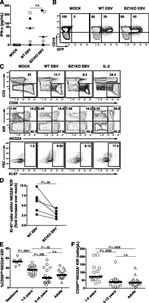 Figure 6. EBV-driven in vitro proliferation of NKG2A+ KIR- NK cells partially depends on expression of lytic antigens. Proliferation of NK-cell subsets was assessed 7 days after inoculation of CBMCs with either WT EBV, BZLF1-KO (BZ1KO) EBV or PBS (MOCK). (A) Concentrations of IFN-α in supernatant 24-hour postinoculation on MOCK, WT EBV, and BZ1KO EBV infection (pg/mL; n = 5). (B) Representative example of CD19 and GFP costaining within live lymphocytes 72 hours postinfection. Numbers indicate frequencies of GFP-negative or GFP-positive cells within the CD19+ B-cell population. (C) Frequencies of Ki-67+ NKG2A+ KIR− NK cells 7 days after inoculation of CBMCs with mock, WT EBV, or BZ1KO EBV, or after stimulation with IL-2. The depicted gates were assessed within live lymphocytes (first row), CD3− CD56+ NK cells (second row), and NKG2A+ KIR− NK cells (third row). (D) Ratio of NKG2A+ KIR− Ki-67+ NK-cell counts from WT EBV- or BZ1KO EBV- over mock-infected CBMCs. (E) Frequencies of CD56dim NKG2A+ KIR− NK cells in newborns (n = 8), children aged 1 to 5 years (n = 16), children aged 5 to 15 years (n = 17), and adults aged 20 to 30 years (n = 15). (F) Counts of CD56dim NKG2A+ KIR- NK cells in children aged 1 to 5 years (n = 14), children aged 5 to 15 years (n = 15), and adults aged 20 to 30 years (n = 15). Horizontal lines indicate median values of a given age group, Mann-Whitney U tests.