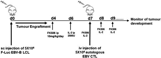 Figure 3. Experimental design of PTLD xenograft mice model. To perform analysis on the CN-resistant EBV-CTLs in vivo, we investigated their functionality as adoptive therapy in an NSG xenograft model. First, we began generating human EBV-LCLs by infecting PBMCs from EBV-seropositive donor cells with EBV-producing marmoset B-cell line (B95.8) in vitro. Once B-LCL was established, it was used to perform repetitive stimulation of autologous PBMCs to generate EBV-CTLs. For in vivo purposes, we transduced B-LCLs with a retroviral vector encoding FLuc to allow us to monitor tumor development in vivo. Mice were inoculated with 5 × 106 EBV-LCLs subcutaneously on the nape of the neck on day 0 (4 mice/cohort in 2 separate experiments). To assess antitumor activity of control and genetically modified human EBV-CTLs in the presence of FK506 in vivo, mice received 5 × 106 autologous EBV-CTLs IV via the tail vein after 7 days. In addition, mice also received IP injections of 2500 U of IL-2 daily for 7 days post–EBV-CTL. 10 mg/kg body weight of FK506 was also administered IP 5 days per week from 3 to 4 days after LCL injection. Tumor growth was evaluated using the IVIS imaging system. Photon emission from FLuc+ LCLs was quantified using Living Image software.