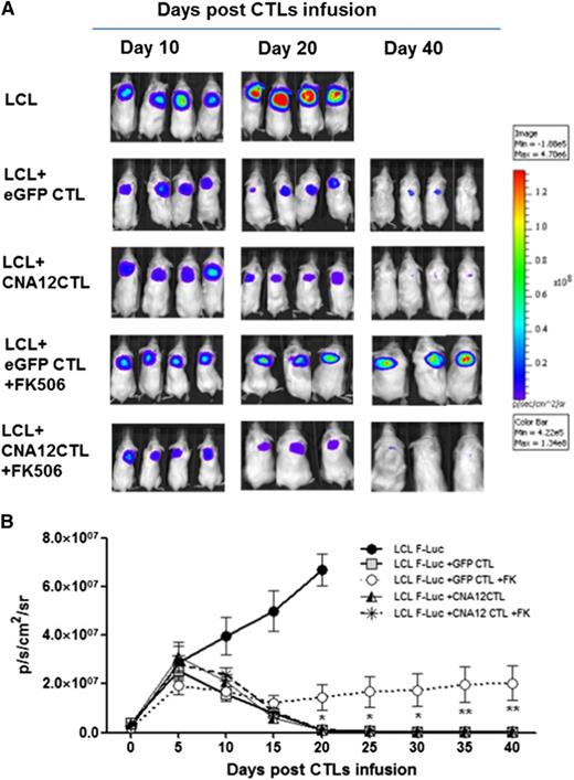 Figure 4. Adoptive transfer of CN-resistant EBV-CTLs induces regression of EBV B-cell lymphoma in vivo in a xenogeneic mouse model despite the ongoing immunosuppression. (A) To evaluate in vivo antitumor activity, light emission by tumor cells was monitored as an indication of tumor growth using the IVIS in vivo imaging system in 4 NSG mice per group. Mice with the B-cell lymphoma cells (LCLs) showed tumor progression and were sacrificed after 20 days. Mice receiving autologous CNA12- or eGFP-CTLs without FK506 showed a decrease in tumor formation. CNA12-CTLs mediate tumor clearance despite the presence of FK506, as observed by reduction of F-Luc+ bioluminescence signal. On the contrary, mice receiving eGFP-CTLs showed tumor development in the presence of FK506. (B) The graph shows the kinetics of tumor growth. Photon emission from FLuc+ tumor cells was quantified and measured as maximum photon/sec/cm2/steradian (p/s/cm2/sr). The graph shows that tumor growth was significantly (P < .05) greater in mice receiving EBV-CTLs expressing eGFP than in mice receiving CNA12-CTLs in the presence of FK506. Lines represent cumulative results of light emission values ± SEM bioluminescence signal determined in 2 separate experiments (n = 8).