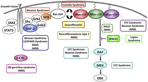 Figure 2. The Ras-MAPK pathway and gene mutations contributing to the neuro-cardio-facial-cutaneous syndromes, a Cbl germline syndrome, RALD, and JMML. NLSML, NS with multiple lentigines; CFC, cardio-facio-cutaneous; RALD, Ras-associated lymphoproliferative disease.