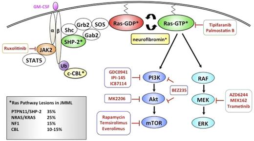 Figure 3. Schematic diagram depicting pharmacologic agents currently in clinical development that target relevant nodes within the Ras signaling pathway in JMML.