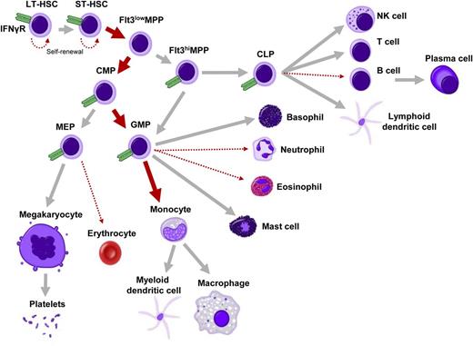 Figure 1. Impact of IFN-γ on hematopoiesis. Overview of hematopoietic differentiation, in which is indicated whether IFN-γ has either a stimulating (thick red arrow) or inhibitory (dotted thin red arrow) effect on a particular lineage. IFN-γ receptor α (IFNγR) is expressed on all analyzed progenitors, including HSCs, MPPs, common myeloid progenitors (CMPs), GMPs, megakaryocyte-erythroid progenitors (MEPs), and common lymphoid progenitors (CLPs) (shown in green; unpublished observations; expression of IFNγR on fully differentiated cells is not indicated in this figure). LT-HSC, long-term HSC; NK, natural killer; ST-HSC, short-term HSC.