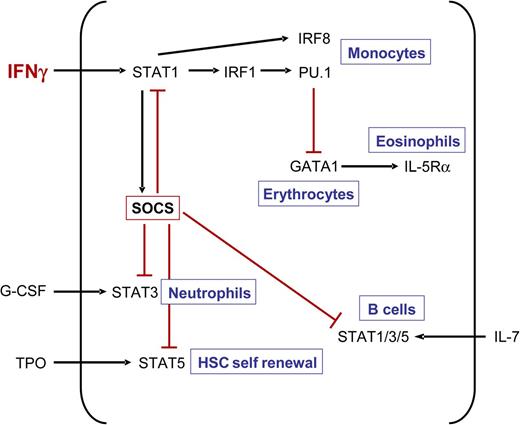 Figure 2. IFN-γ regulates function and expression of key hematopoietic transcription factors. IFN-γ impairs HSC self-renewal as well as differentiation of neutrophils and B cells by upregulating SOCS proteins, which block cytokine-induced STAT signaling. Furthermore, IFN-γ also induces expression of monocyte-inducing transcription factors IRF8 and PU.1. The latter inhibits the function of GATA1, which is important for the development of erythrocytes and eosinophilic granulocytes.