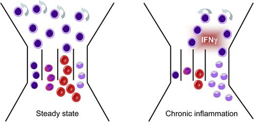 Figure 3. Chronic production of IFN-γ induces BM failure, monocytosis, and AA. Chronic IFN-γ production during persistent viral infection or chronic inflammatory diseases has a dramatic impact on BM output, as it impairs HSC self-renewal, increases monopoiesis, and inhibits development of B cells, granulocytes, and RBCs (cellular identity according to Figure 1). Adapted from King et al2 with permission.