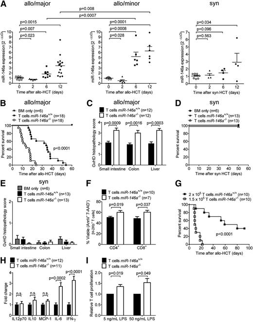 Figure 1. miR-146a is regulated in the T-cell compartment after HCT and its deficiency in T cells enhances GVHD. (A) T cells were isolated from the spleens and inguinal LNs of untreated mice (day 0) or on days 2, 6, and 12 after (left) major MHC mismatch allo-HCT (C57BL/6→BALB/c), (center) minor histocompatibility antigen mismatch allo-HCT (BALB/B→C57BL/6), or (right) syngeneic HCT (BALB/c→BALB/c) by magnetic-activated cell sorting enrichment for CD4 and CD8. miR-146a expression was analyzed by qRT-PCR. Each data point represents an individual animal. (B-C) Allo-HCT was performed as described for the C57BL/6 into BALB/c combination. (B) Survival of BALB/c recipient mice transplanted with WT BM cells plus T cells from miR-146a−/− or miR-146a+/+ mice as indicated is shown. (C) The small intestine, colon, and liver were isolated from mice receiving T cells from miR-146a−/− or miR-146a+/+ mice on day 7 after allo-HCT and scored for GVHD severity. (D-E) Syngeneic HCT was performed as described for the C57BL/6 into C57BL/6 model. (D) Survival of C57BL/6 recipient mice transplanted with WT BM cells plus T cells from syngeneic miR-146a−/− or miR-146a+/+ mice as indicated is shown. (E) Small intestines, colons, and livers were isolated on day 50 after syngeneic HCT and scored for GVHD severity. (F-H) Allo-HCT was performed as described for the C57BL/6 into BALB/c combination. (F) T cells were isolated from the spleens of allo-HCT hosts receiving T cells from miR-146a−/− or miR-146a+/+ mice on day 7 after allo-HCT and analyzed for apoptosis/necrosis via Annexin-V/7-AAD staining. (G) Recipient mice receiving 2 × 105 miR-146a+/+ T cells or 25% less miR-146a−/− T cells as indicated were monitored for survival. (H) The indicated cytokines were measured in the serum of recipient mice receiving T cells from miR-146a−/− or miR-146a+/+ mice on day 7 after allo-HCT by cytometric bead array. (I) Proliferation of carboxyfluorescein diacetate succinimidyl ester-labeled T cells (C57BL/6) in response to coculture with LPS-stimulated BMDCs (BALB/c) for 96 hours at a 1:1 ratio is shown for T cells derived from miR-146a−/− compared with miR-146a+/+ mice. Data were normalized to the miR-146a+/+ control group. All data were pooled from 2 to 3 independent experiments.