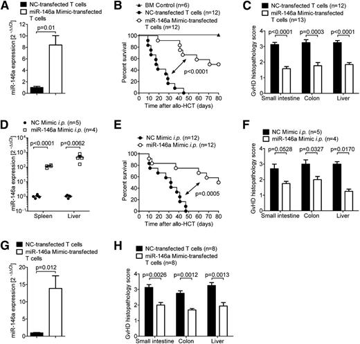 Figure 2. Exogenously increasing miR-146a levels ameliorates GVHD. (A-C) WT C57BL/6 T cells were transfected with a miR-146a mimic or an NC mimic before transplantation into allogeneic (BALB/c) recipient mice (5 × 105 T cells per mouse). (A) Transfection efficiency was confirmed by qRT-PCR for miR-146a. (B) Survival and (C) GVHD histopathology scores of recipients are depicted. Data were pooled from 2 independent experiments. (D-F) Allo-HCT was performed as described on BALB/c mice using C57BL/6 donors. (D) Mice were treated with the miR-146a mimic or NC mimic in in vivo-jetPEI intraperitoneally on days 2, 5, and 7. miR-146a expression in the spleens and livers of recipient mice was analyzed by qRT-PCR on day 7 after allo-HCT. (E) Survival curves and (F) GVHD histopathology scores are shown. (G-H) WT BALB/c T cells were transfected with a miR-146a mimic or a NC mimic before transplantation into allogeneic (C57BL/6) recipient mice (5 × 105 T cells per mouse). (G) Transfection efficiency was confirmed by qRT-PCR for miR-146a. (H) The small intestine, colon, and liver were isolated on day 7 after allo-HCT and scored for GVHD histopathology.