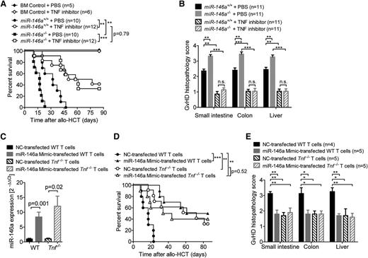 Figure 4. TNF blockade abolishes the detrimental effect of miR-146a deficiency. (A-B) Allo-HCT was performed as described for the C57BL/6 into BALB/c combination. Recipient mice were treated intraperitoneally with the TNF inhibitor etanercept or vehicle (phosphate-buffered saline) 3 times a week for 4 weeks, starting on day 1. The (A) survival and (B) GVHD histopathology scores of BALB/c recipients are shown. Data were pooled from 2 independent experiments. (C-E) WT or Tnf −/− T cells were transfected with a miR-146a mimic or a NC mimic, respectively, before transplantation into allogeneic (BALB/c) hosts (2-5 × 105 T cells per mouse). (C) Transfection efficiency was confirmed by qRT-PCR for miR-146a. The (D) survival (n = 10 per group) and (E) GVHD histopathology scores of recipients are shown. ***P < .0001; **P < .01; *P < .05.