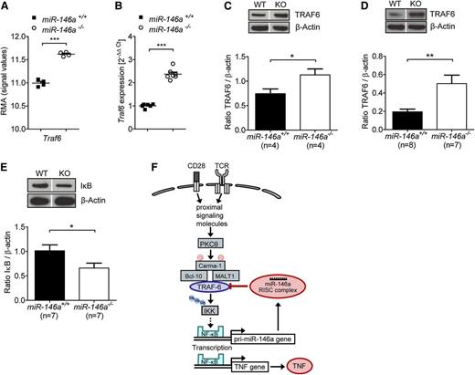Figure 5. miR-146a deficiency leads to increased TRAF6 expression in T cells stimulated by alloantigen. (A-C) CD4+/CD8+ T cells (C57BL/6) were isolated 48 hours after stimulation with allogeneic BMDC (BALB/c) in vitro. (A) RNA was isolated from purified T cells, and the expression of Traf6 was analyzed by microarray. (B) RNA was isolated from purified T cells and reverse transcribed into cDNA, followed by qRT-PCR. Traf6 expression of T cells isolated from miR-146a−/− or miR-146a+/+ mice is shown. (C) Purified T cells were lysed and analyzed for TRAF6 protein levels by western blot (n = 4 per group). (D) T cells were isolated from the spleens and LNs of allo-HCT recipients on day 9, lysed, and analyzed for TRAF6 expression. Transferred and reisolated T cells were from miR-146a−/− (n = 7) or miR-146a+/+ mice (n = 8) as indicated. (E) The amount of IκB is shown for T cells treated as described in C (n = 7 per group). (F) A proposed simplified mechanism for how the TRAF6/NF-κB/TNF axis is regulated by miR-146a in alloreactive T cells. Dividing lines indicate that lanes were run on the same gel but were noncontiguous. ***P < .0001; **P < .01; *P < .05.