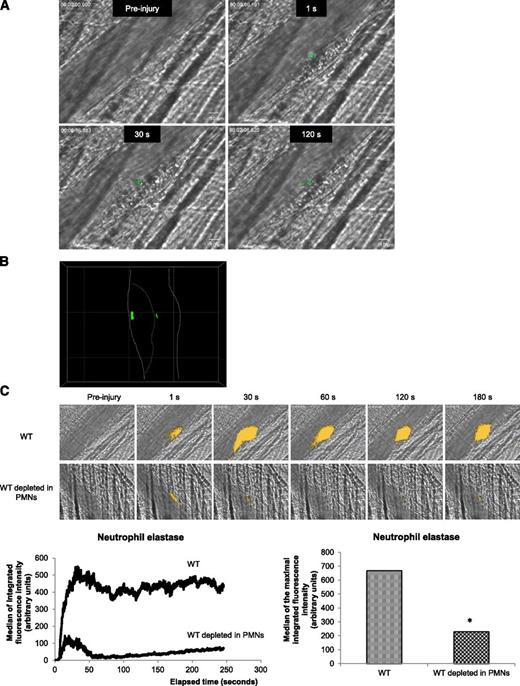 Figure 1. PMNs are activated following a laser-induced injury on the cremaster. (A) PMNs isolated from WT mice were loaded with Fluo-4-AM. Exogenous PMNs (3 × 106 cells) were infused into the circulation of a recipient WT mouse. Following a laser-induced vessel wall injury, thrombus formation was observed and images recorded over time. Representative composite images of fluorescence and brightfield data depicting thrombus formation showing calcium mobilization in Fluo-4-AM–loaded PMNs (green) in a WT mouse (representative of 30 thrombi performed in 3 mice). (B) Confocal imaging of calcium mobilization in Fluo-4-AM–loaded PMNs (green). The solid line indicates the boundary of the vessel and the dotted line indicates the boundary of the thrombus. (C) Representative pictures showing the visualization of neutrophil elastase activity in the bloodstream of a WT mouse at the site of a laser-induced injury before (upper panel) or after (lower panel) depletion of PMNs. Neutrophil elastase activity is depicted in yellow. Graphs represent the medians of neutrophil elastase-integrated fluorescence intensity (left) and the maximal-integrated fluorescence intensity of neutrophil elastase (right) in WT mice in presence (32 thrombi in 3 mice) or absence (32 thrombi in 3 mice) of PMNs. *P < .05.