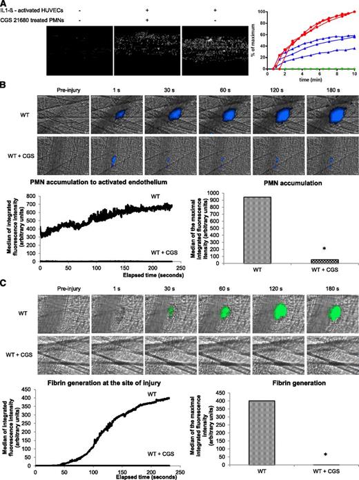 Figure 2. CGS 21680 prevents PMN accumulation and fibrin generation in WT mice. (A) Representative images of adherent PMNs pretreated with CGS 21680 (middle panel) or not (left and right panels) on nonactivated HUVECs (left panel) or IL1-β–activated HUVECs (middle and right panels). The graph represents the percentage of adherent PMNs over time on nonactivated (green curve) or IL1-β–activated HUVECs in presence (blue curve) or absence of CGS 21680 (red curve). (B-C) Thrombus formation was induced using a nitrogen dye laser on the cremaster. PMNs (B, upper panel) and fibrin (C, upper panel) were detected using the Ly-6G and fibrin-specific antibodies, respectively, before or after infusion of CGS 21680. Kinetics of PMN accumulation (B, lower panel) and fibrin generation (C, lower panel) at the site of laser-induced injury was compared before or after infusion of CGS 21680 (30 thrombi in 3 mice for each condition). The graphs depict the median of the maximal integrated fluorescence intensity of PMNs (B) and fibrin (C) in presence or absence of CGS 21680. *P < .05.