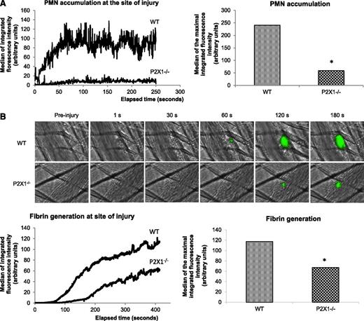 Figure 5. Accumulation of P2X1-expressing PMNs activated by ATP is required for fibrin generation. (A) The graph represents the median of Ly6-G–integrated fluorescence intensity (left) and the sum of the medians of Ly-6G–integrated fluorescence intensity (right) in WT mice (n = 21 thrombi, 4 mice) or P2X1−/− mice (n = 26 thrombi, 4 mice) (P < .05). (B) Fibrin generation (green) at the site of injury for 29 thrombi in 3 WT mice and 30 thrombi in 3 in P2X1−/− mice. Graphs represent median of fibrin-integrated fluorescence intensity (left) and the sum of the medians of fibrin-integrated fluorescence intensity in the 2 genotypes (right) (*P < .05).