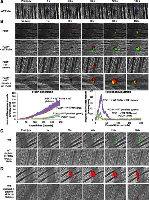 Figure 6. P2X1 receptor expressed on PMNs and platelets is required for fibrin generation and thrombus formation. (A) PMNs isolated from WT mice were loaded with red-orange calcein. Exogenous PMNs (3 × 106 cells) were infused into the circulation of a recipient P2X1−/− mouse. Following a laser-induced vessel wall injury on the cremaster, the PMN accumulation was observed and images recorded over time. (A) Representative composite images of fluorescence and brightfield data depicting calcein-loaded WT PMNs (blue) in a P2X1−/− mouse (representative of 31 thrombi performed in 3 mice). (B) Fibrin generation and thrombus formation at the site of the laser-injury in P2X1−/− mice before and after infusion of isolated WT PMNs, WT platelets, or WT PMNs plus WT platelets. Fibrin is depicted in green, platelets in red (representative of 30 thrombi performed in 3 mice). Graphs represent median of fibrin-integrated fluorescence intensity (left) and platelet-integrated fluorescence intensity (right) in all the conditions tested. (C-D) Fibrin generation (C) and thrombus formation (D) at the site of the laser-injury in WT mice, before and after infusion of isolated P2X1−/−, PMN, or P2X1 −/− platelets after depletion of WT PMNs and WT platelets, respectively (representative of 31 thrombi performed in 3 mice for panel C and 15 thrombi in 3 mice for panel D).