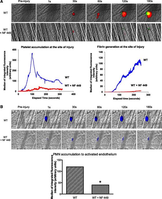 Figure 7. The inhibition of P2X1 affects fibrin generation and thrombus formation in WT mice. (A) Fibrin generation and thrombus formation at the site of the laser-injury on the cremaster in WT mice in presence of absence of NF449. The median of fibrin generation and platelet accumulation during thrombus formation was calculated based on 34 thrombi for each condition performed in 3 mice. (B) PMNs were detected using the Ly-6G–specific antibody before or after infusion of NF449. The median of the integrated fluorescent signal was calculated for the 2 conditions (29 thrombi in 3 mice for each condition).