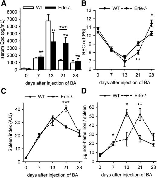 Figure 5. Erfe-deficient mice compensate for hepcidin dysregulation by prolonged erythropoietic stimulation. (A) High EPO concentrations were sustained at 21 days in Erfe-deficient mice (black bars, mean EPO concentration = 3111 pg/mL) compared with WT mice (white bars, mean EPO concentration = 1303 pg/mL, P = .001, shown previously in Figure 1A). Erfe−/− mice had a higher RBC count (B) and spleen index (C) on day 28 than WT mice (spleen index = spleen weight in mg/body weight in g). (D) Nonheme spleen iron content peaked earlier in WT than in Erfe−/− mice. (A) Serum EPO levels are shown as means ± SEM and were compared for each time point to values for control mice at t = 0 (n = 6-7 per time point) by 2-tailed Student t test. Data shown for RBC (B), spleen index (C), and total spleen iron (D) are means ± SEM and were compared between WT and Erfe−/− mice for each time point (n = 6-7 per time point) by 2-tailed Student t test (***P < .001, **P < .01, *P < .05). WT data shown in panel A are identical to those from Figure 1A.