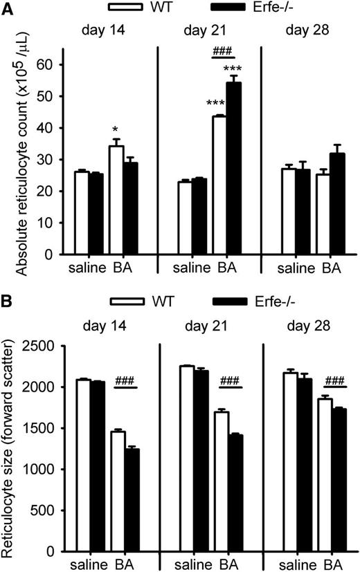 Figure 6. During recovery from BA-induced anemia, Erfe-deficient mice show delayed and more iron-restricted reticulocytosis than WT mice. Absolute reticulocyte count (A) was significantly increased on day 14 only in WT mice, but by day 21, Erfe-deficient mice had higher reticulocyte count than WT mice. Using the forward scatter as an assessment of the reticulocyte size (B), we found that both WT and Erfe−/− mice injected with BA were producing smaller cells than their respective saline controls. Erfe−/− mice produced even smaller reticulocytes than WT at days 14, 21, and 28 (B). Data shown are means ± SEM and were compared for each time point within the same genotype between saline and BA-treated mice by 2-tailed Student t test (*P < .05, ***P < .001). Values were also compared at each time point between WT and Erfe-deficient mice (n = 6 per time point) by 2-tailed Student t test (###P < .001).