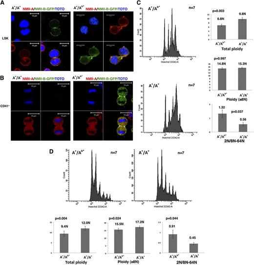 Figure 1. The persistent NMII-B expression during MK differentiation induces a decreased MK polyploidization. (A) NMII-B (green) as well as NMII-A (red) are present in the contractile ring of LSK cells obtained from A+/A+ WT mice (left) and A+/Ab* heterozygote mice (right). Bars indicate 10 µm. At least 30 dividing MKs were observed with 6 heterozygous and WT mice in 3 independent experiments. (B) No specific accumulation of NMII-A and NMII-B is observed in the contractile ring of CD41+ MKs from A+/A+ WT mice (left). On the contrary, CD41+ MKs derived from A+/Ab* heterozygous mice (right) exhibited a specific localization of NMII-B-GFP (green) in the contractile ring, but without accumulation of NMII-A (red). Bars indicate 10 µm. At least 30 dividing MKs were observed with 6 heterozygotes and 6 WT mice in 3 independent experiments. (C) Persistence of NMII-B expression during MK differentiation decreases the bone marrow MK ploidy level (in vivo) (left). Histograms show the total ploidy, the ploidy level of MKs ≥8N, and the ratio between 2N and 8N to 64N of bone marrow MKs from A+/Ab* heterozygous mice and control WT mice (A+/A+) (right). (D) Persistence of NMII-B expression during MK differentiation decreases the ploidy level of day-3 cultured MKs (in vitro) (top). Histograms show the total ploidy, the ploidy level of MKs ≥8N, and the ratio between 2N and 8N to 64N of cultured MKs derived from bone marrow of A+/Ab* heterozygous mice and control WT mice (A+/A+) (bottom).