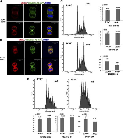 Figure 2. The C-terminal domain determines the myosin II–specific localization in the contractile ring and its role in polyploidization. (A) CD41+ MKs from A+/Aab heterozygous mice exhibit a specific localization of chimeric hNMHCII-AB protein in the contractile ring as revealed by an antibody against the C terminus of NMII-B (red) or by the GFP expression (green). Bars indicate 10 µm. At least 30 dividing MKs were observed with 6 heterozygous and WT mice in 3 independent experiments. (B) An antibody against the C terminus of NMII-A revealed no specific localization of NMII-A tail (red) in the contractile ring of CD41+ MKs from A+/Aab heterozygous mice. Bars indicate 10 µm. At least 30 dividing MKs were observed with 6 heterozygous and WT mice in 3 independent experiments. (C) Expression of the chimeric hNMHCII-AB protein induces a decreased ploidy level of bone marrow MKs (left). Histograms show the total ploidy, the ≥8N ploidy level, and the ratio between 2N and 8N to 64N of bone marrow MKs from A+/Aab heterozygous mice and control WT mice (right). (D) Expression of the chimeric hNMHCII-AB protein induces a decreased ploidy level of day-4 cultured MKs from A+/Aab heterozygous mice compared with WT control mice (A+/A+) (top). Histograms show the total ploidy, the ≥8N ploidy level, and the ratio between 2N and 8N to 64N cultured MKs (bottom).