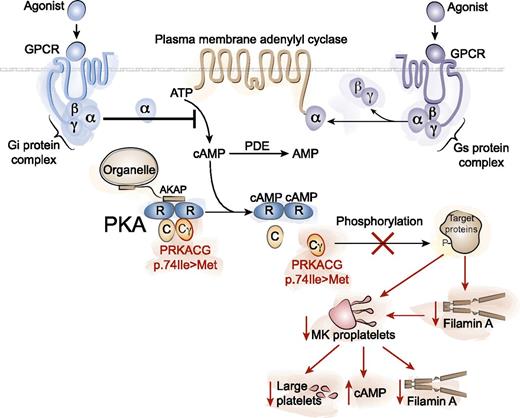 PKA is a tetrameric holoenzyme consisting of 2 regulatory subunits (R) and 2 catalytic subunits (C). Binding of cAMP to the regulatory subunits activates PKA by displacing the catalytic subunits, allowing target protein phosphorylation. PKAs are localized to specific intracellular regions by A kinase anchor proteins (AKAPs). G protein-coupled receptors (GPCRs) can stimulate or inhibit cAMP production via Gs (stimulatory) and Gi (inhibitory) α subunits of heterotrimeric G proteins coupled to adenylyl cyclases. Phosphodiesterases degrade cAMP to AMP. A homozygous missense mutation in the PRKACG gene (p.74Ile>Met) encoding the γ-catalytic subunit of PKA causes inherited macrothrombocytopenia. The inability of the defective PKA to phosphorylate target proteins results in decreased filamin A (FLNa) in MK and platelets, decreased MK proplatelet formation, increased platelet cAMP, and abnormal platelet function. Illustration by Yuriy Baglaenko, University of Toronto.